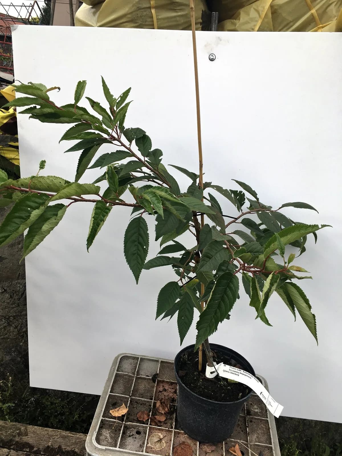 Wiśnia różowa Autumnalis Rosea (Prunus × subhirtella 'Autumnalis Rosea'), Drzewa ozdobne z produkcji Świat Roślin, zdjęcie 5